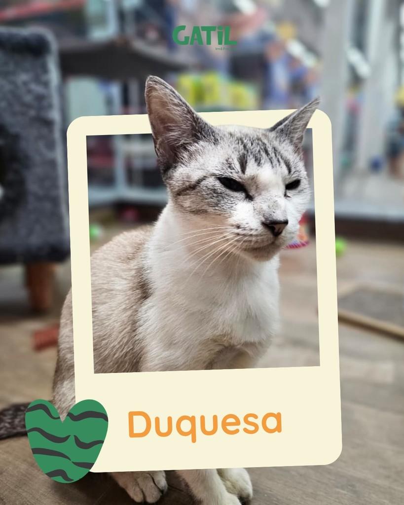 Duquesa, gata para adoção em Salvador - BA