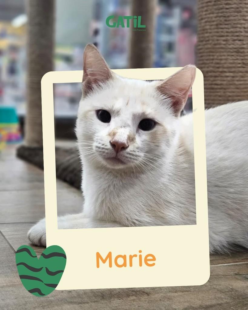 Marie, gata para adoção em Salvador - BA