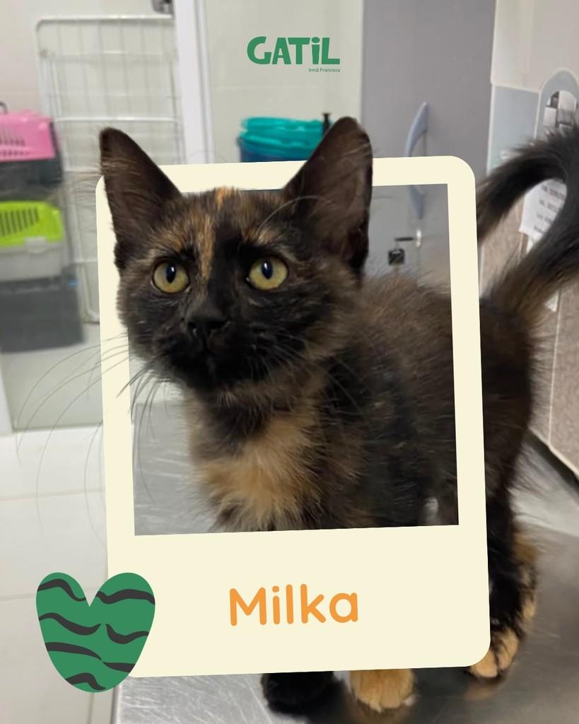 Milka, gata de porte pequeno para adoção em Salvador - BA