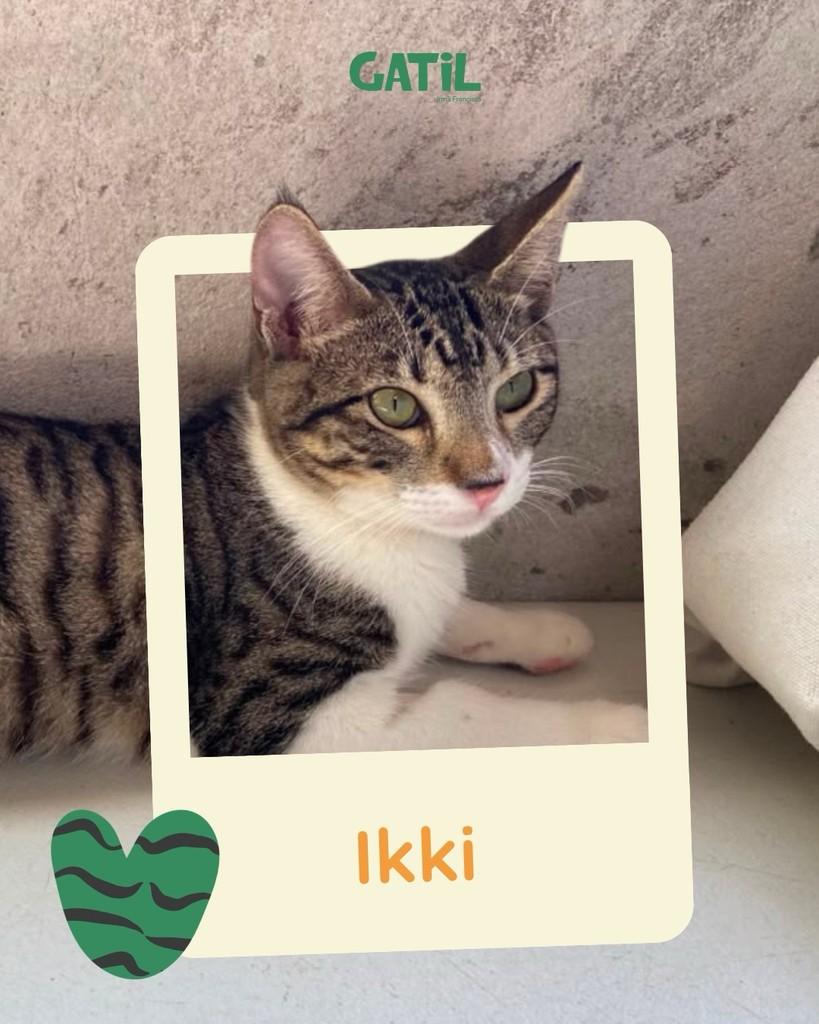 Ikki, gato de porte pequeno para adoção em Salvador - BA