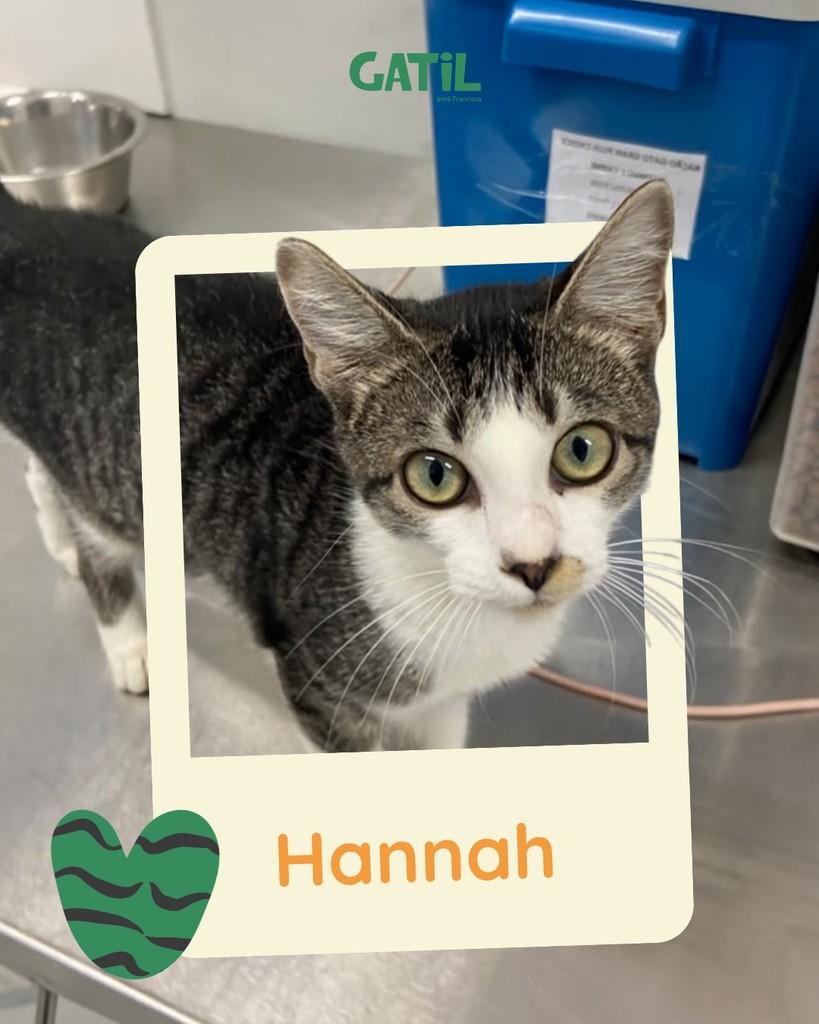 Hannah Wells, gata de porte pequeno para adoção em Salvador - BA