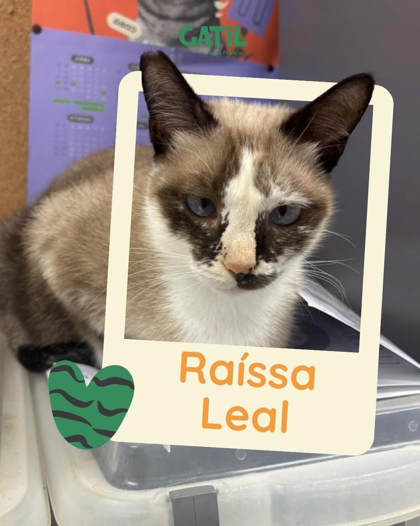 Raíssa, gata de porte pequeno para adoção em Salvador - BA