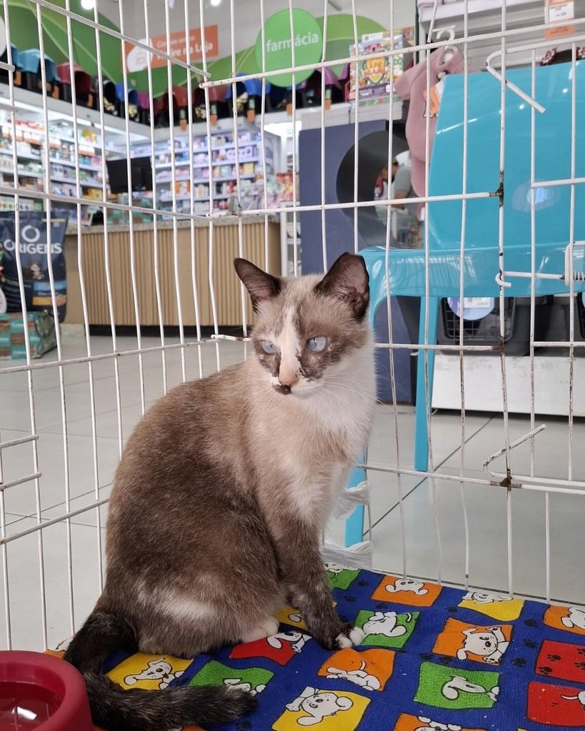 Raíssa, gata de porte pequeno para adoção em Salvador - BA — foto 2 de 2