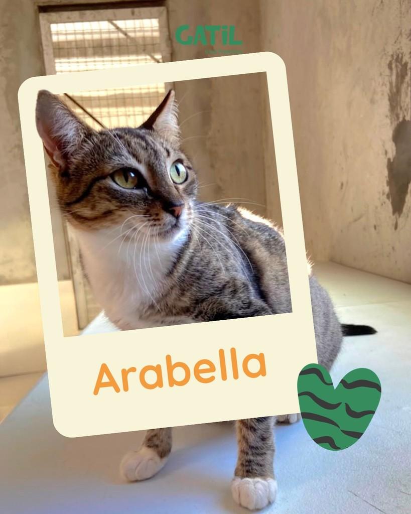 Arabella, gata de porte grande para adoção em Salvador - BA