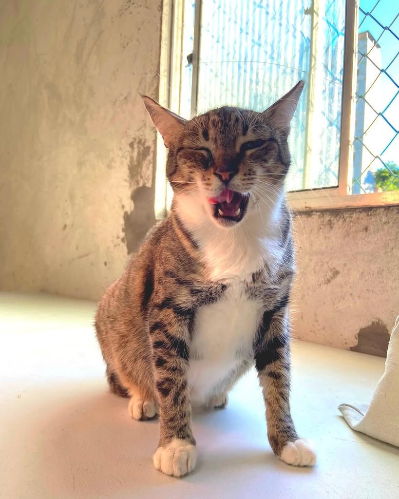 Arabella, gata de porte grande para adoção em Salvador - BA — foto 2 de 4