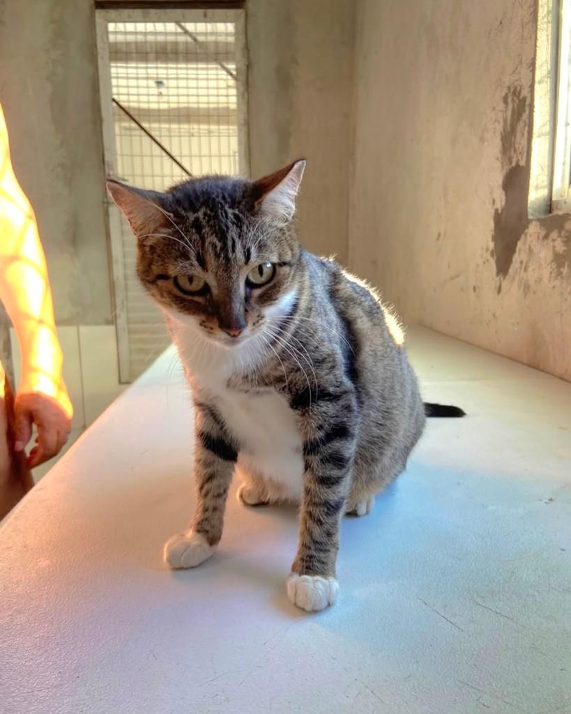 Arabella, gata de porte grande para adoção em Salvador - BA — foto 3 de 4