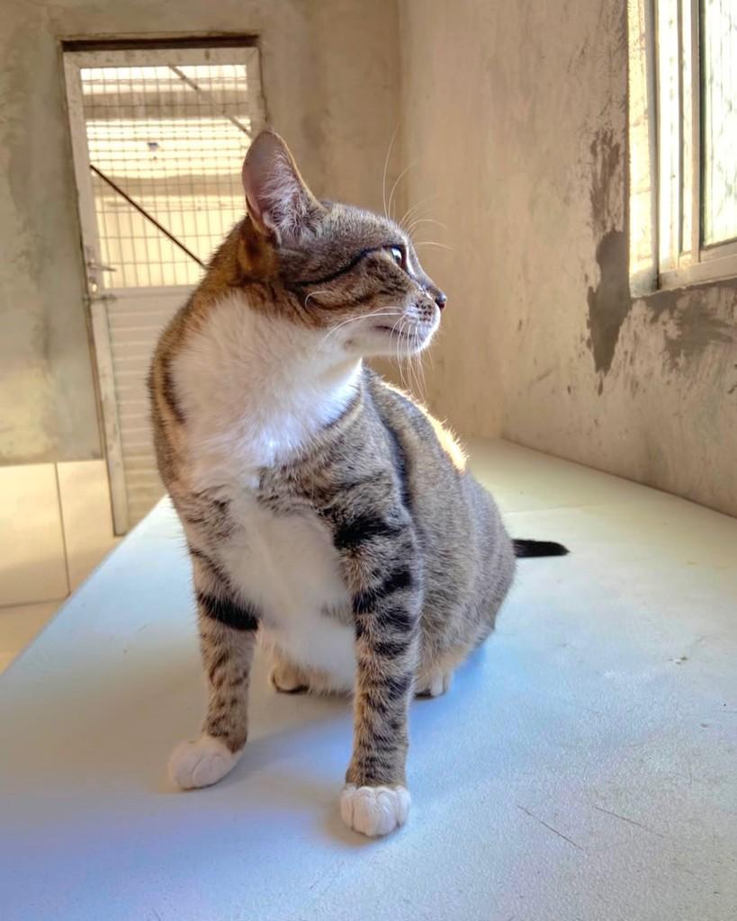Arabella, gata de porte grande para adoção em Salvador - BA — foto 4 de 4