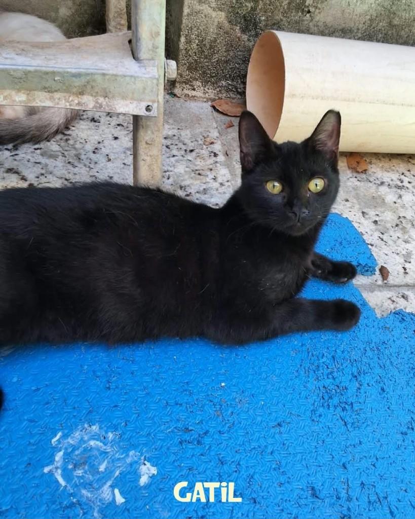 Pimenta do Reino, gato de porte médio para adoção em Salvador - BA