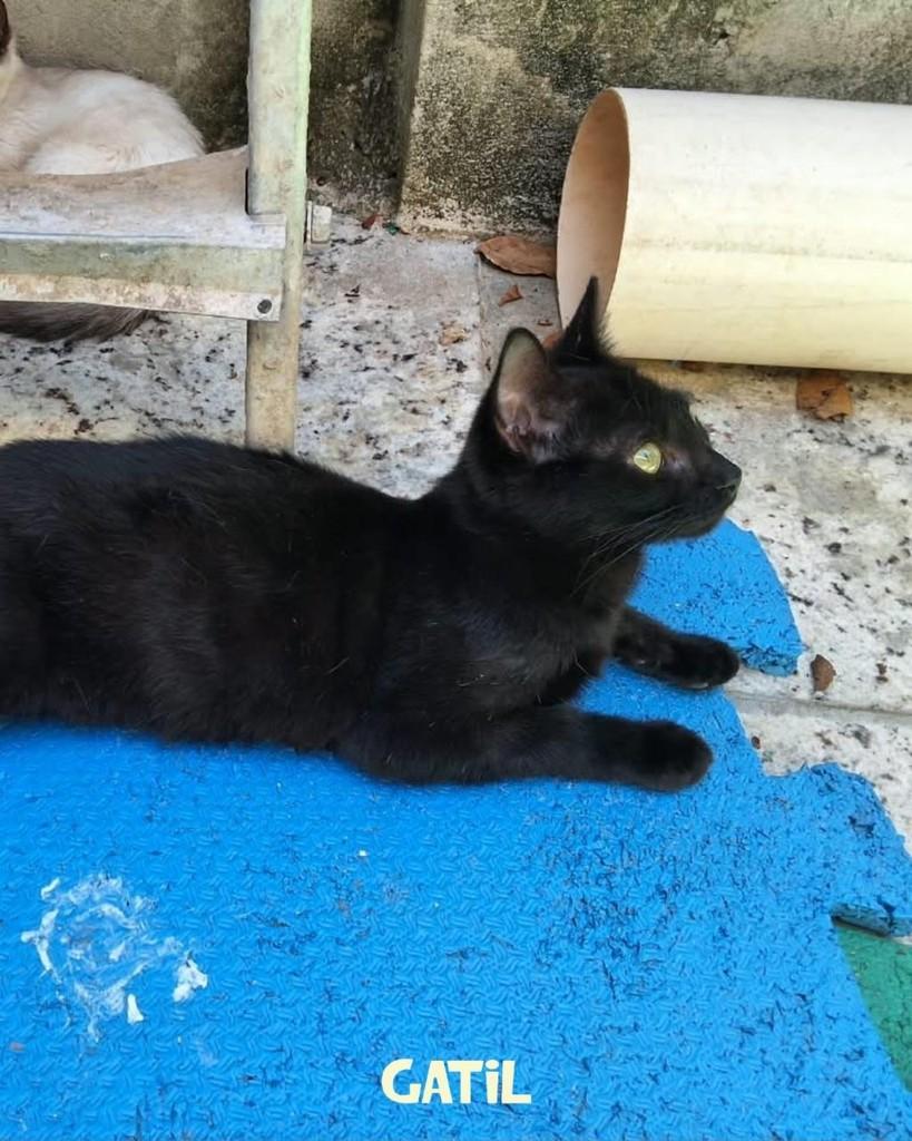 Pimenta do Reino, gato de porte médio para adoção em Salvador - BA — foto 2 de 2
