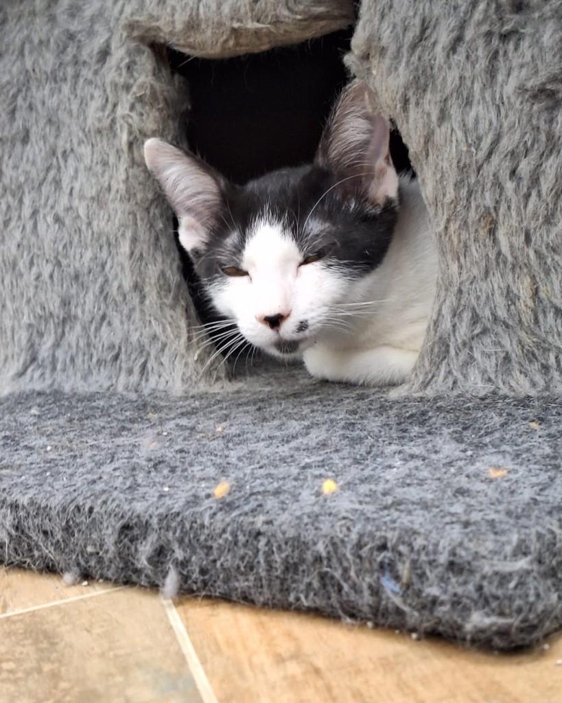 Caio, gato de porte pequeno para adoção em Salvador - BA