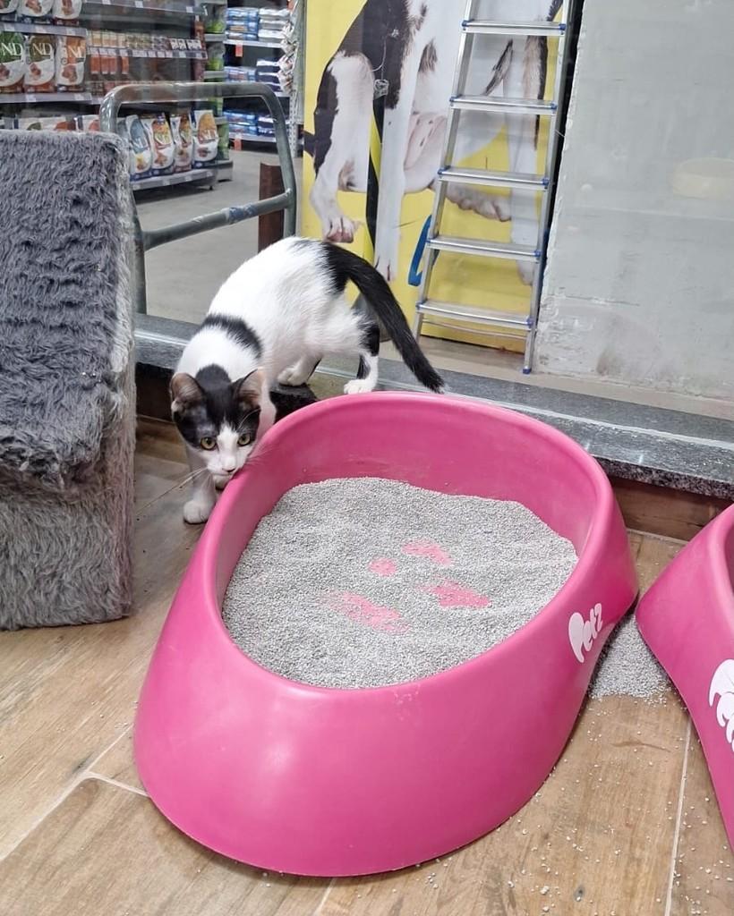 Caio, gato de porte pequeno para adoção em Salvador - BA — foto 2 de 2