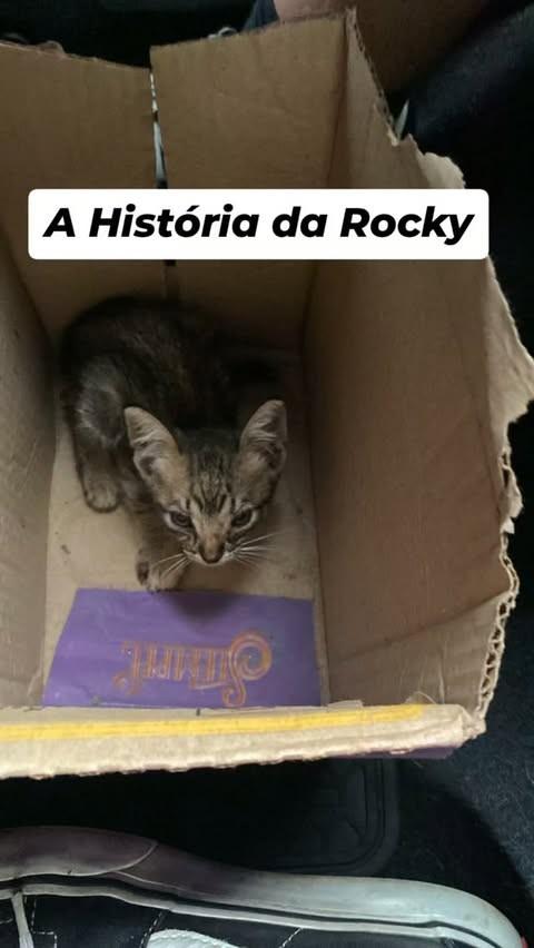 Rocky, gata de porte médio para adoção em Belém - PA