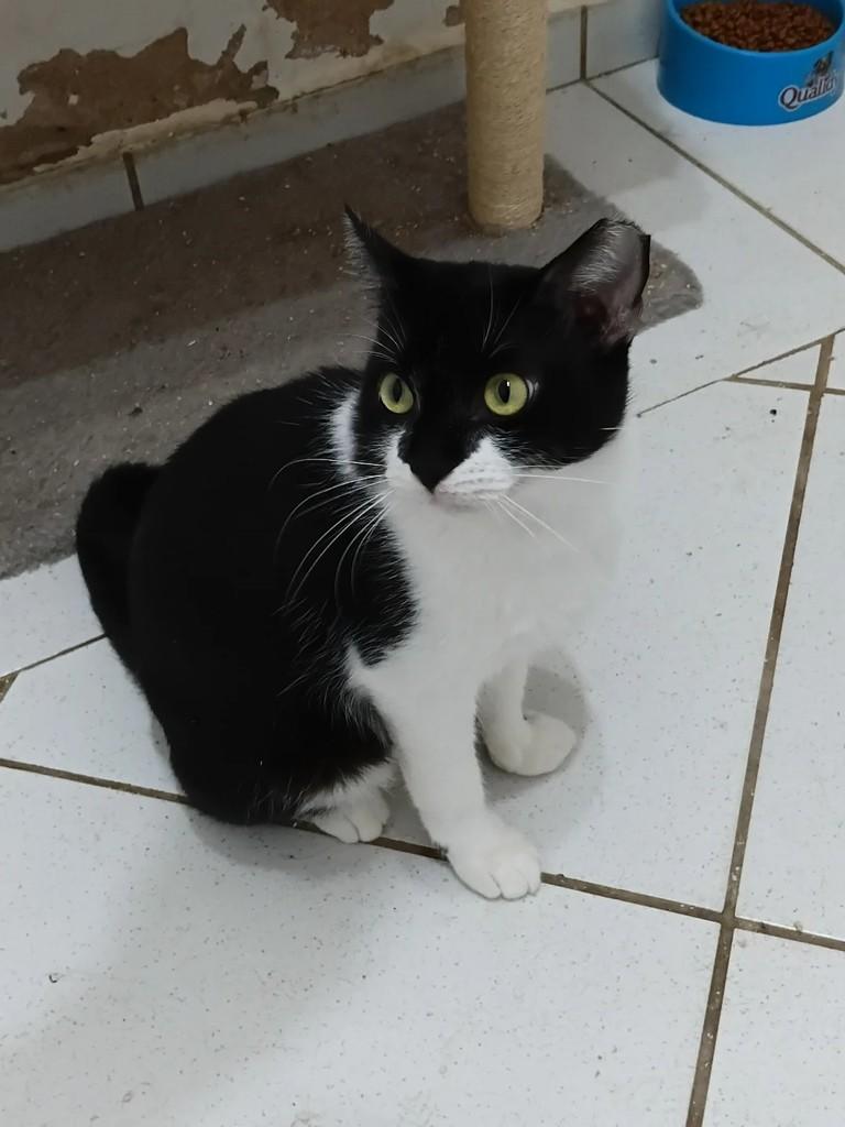 Frederica, gato de porte médio para adoção em Araçatuba - SP