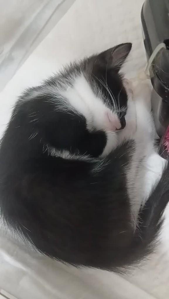 Frajolinha, gato de porte pequeno para adoção em Araçatuba - SP