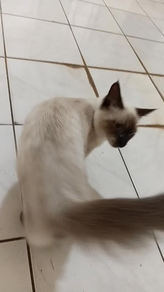 Esse Fofo Lindo E Amoroso E Muito Carinhoso, gato de porte pequeno para adoção em Araçatuba - SP
