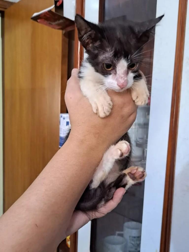 Gatinhos, gato de porte pequeno para adoção em Araçatuba - SP