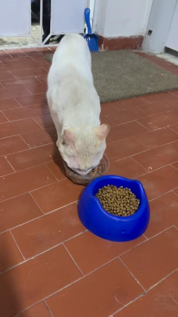 Captura, gato de porte médio para adoção em Candeias - BA