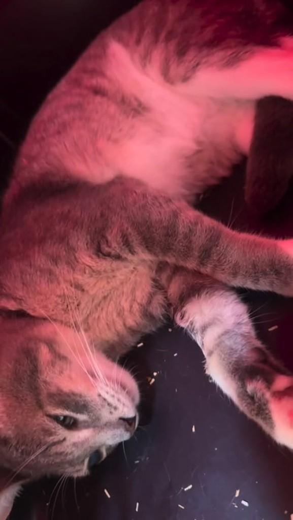 Pirata, gato para adoção em Candeias - BA