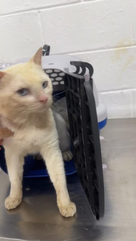 Pexual, gato de porte pequeno para adoção em Candeias - BA