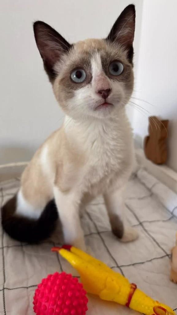 Gatinho(macho), gato de porte pequeno para adoção em Candeias - BA