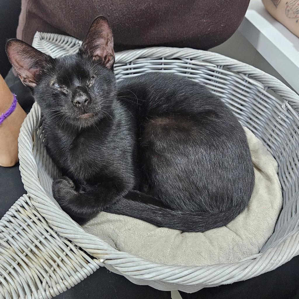 Toph, gata de porte pequeno para adoção em Boa Vista - RR