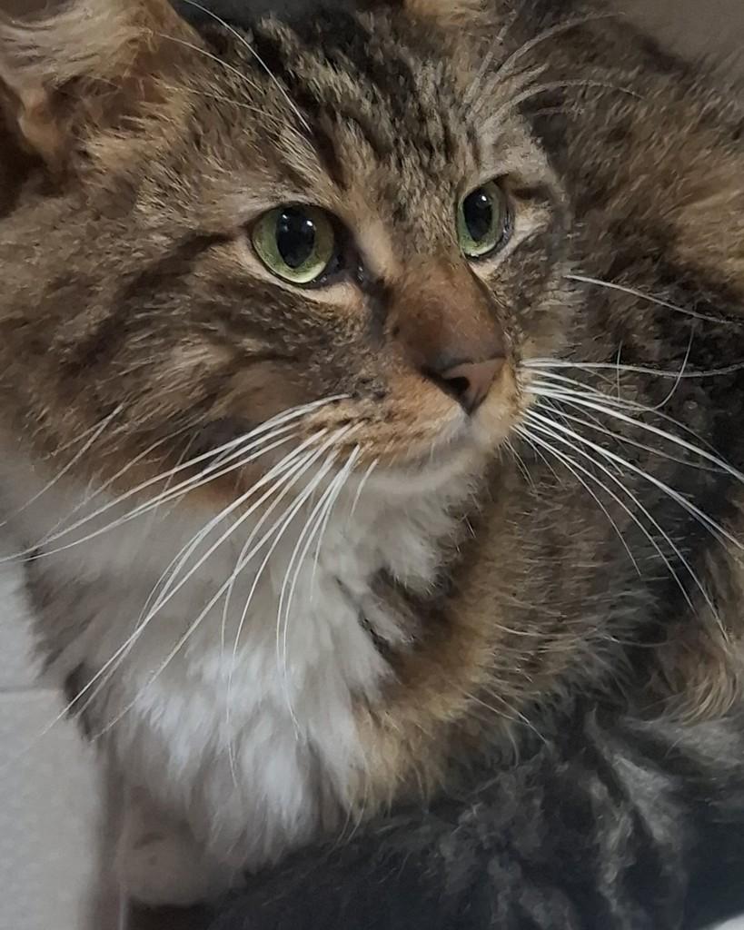 Miau, gato de porte médio para adoção em Eldorado - SP