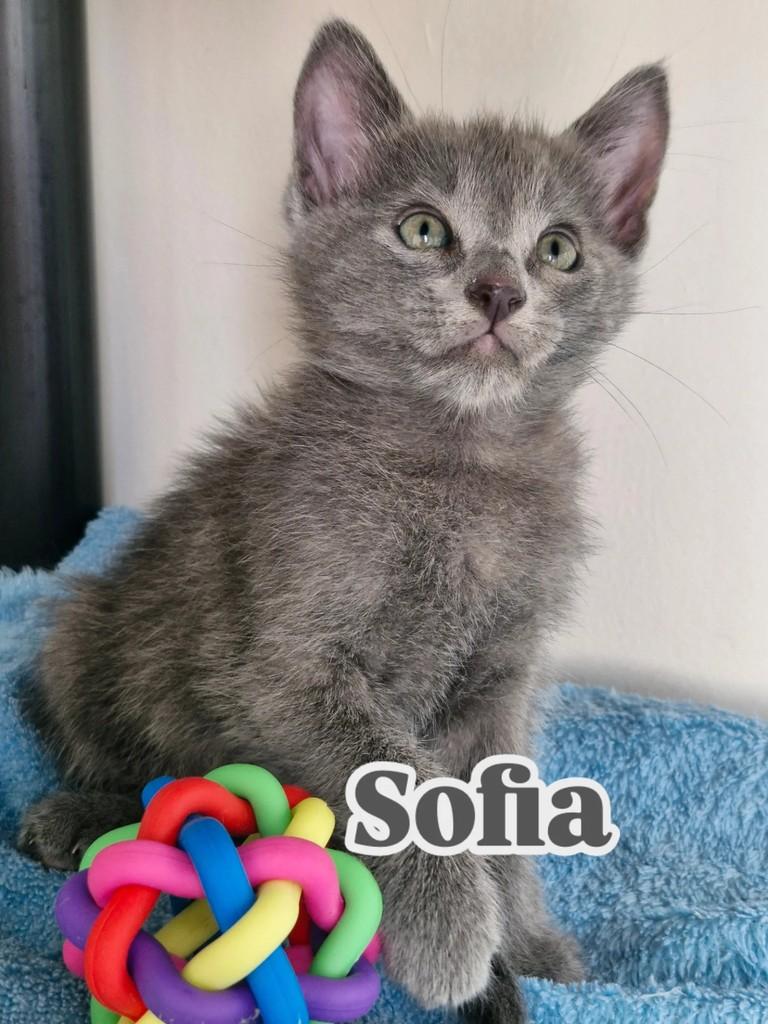 Sofia, gato para adoção em Rio de Janeiro - RJ