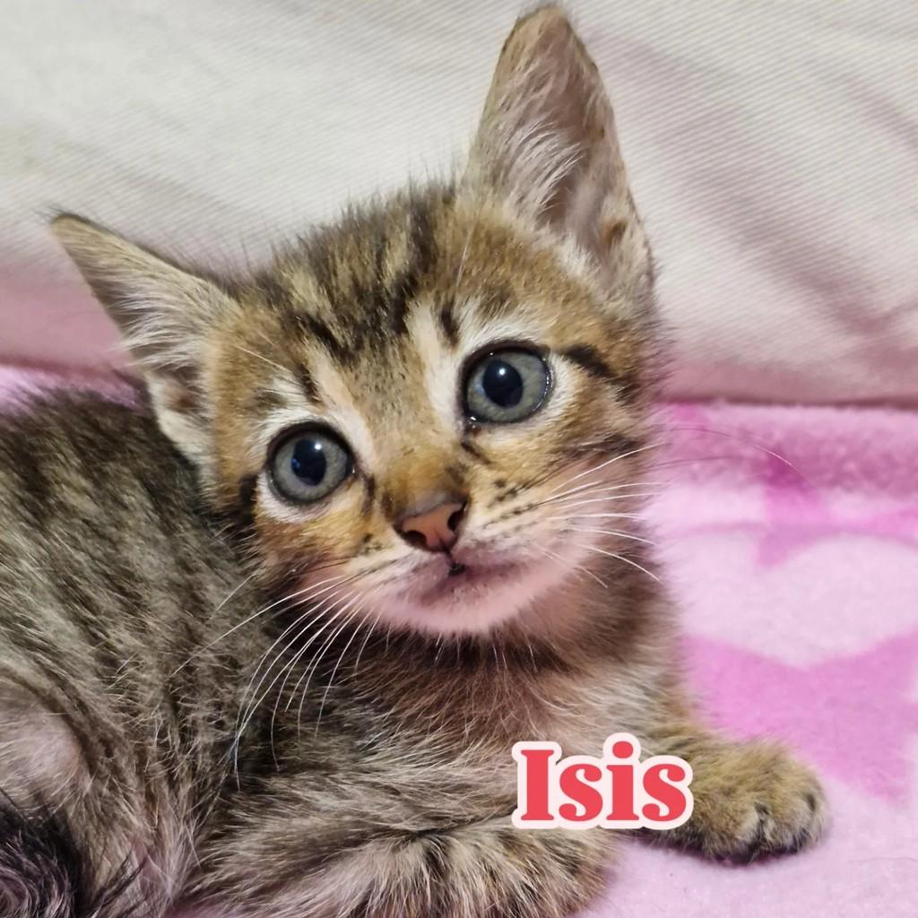 Isis, gata para adoção em Rio de Janeiro - RJ