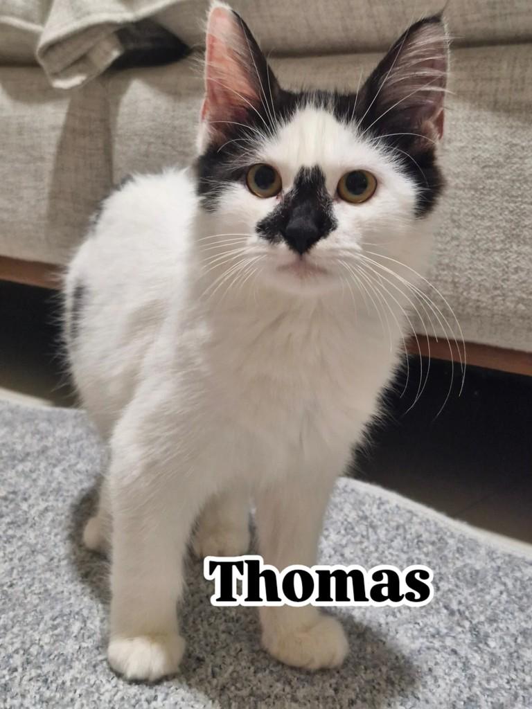 Thomas, gato de porte pequeno para adoção em Rio de Janeiro - RJ