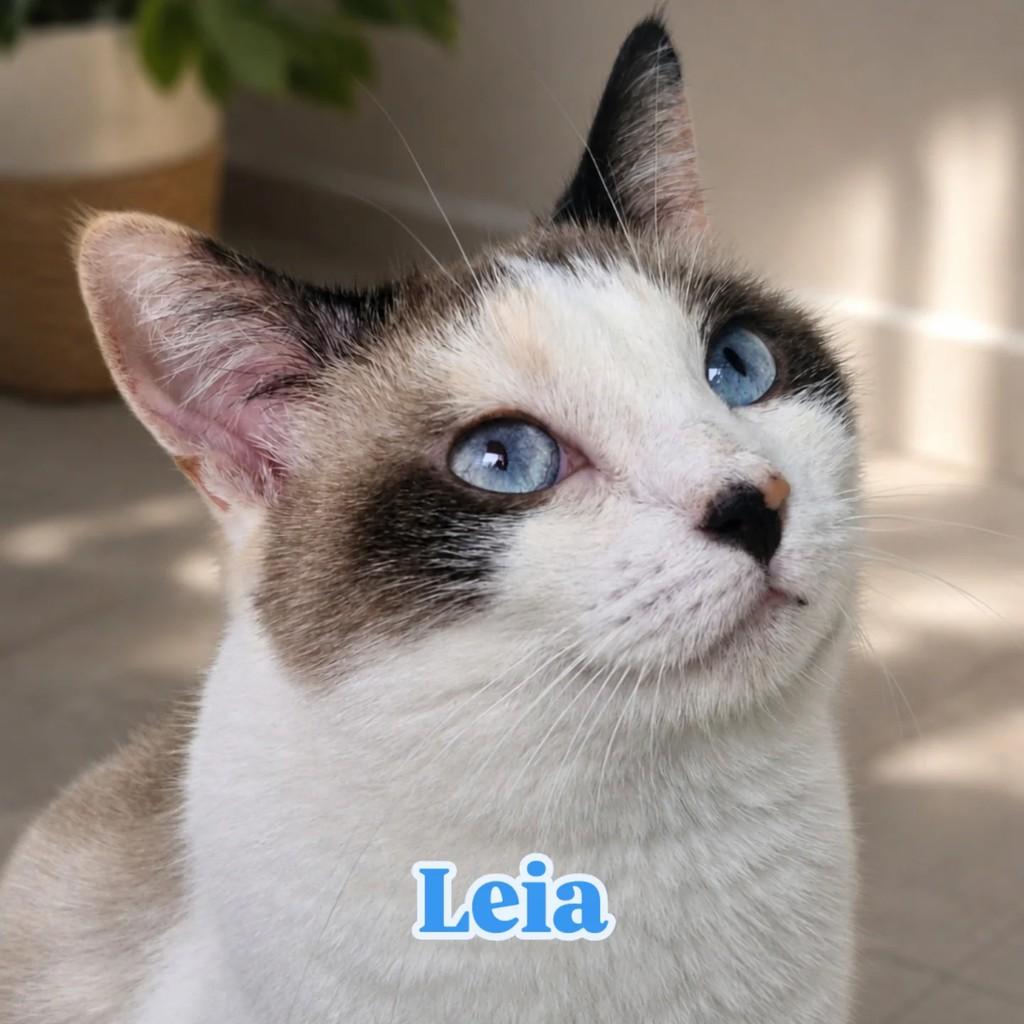 Leia, gata para adoção em Rio de Janeiro - RJ