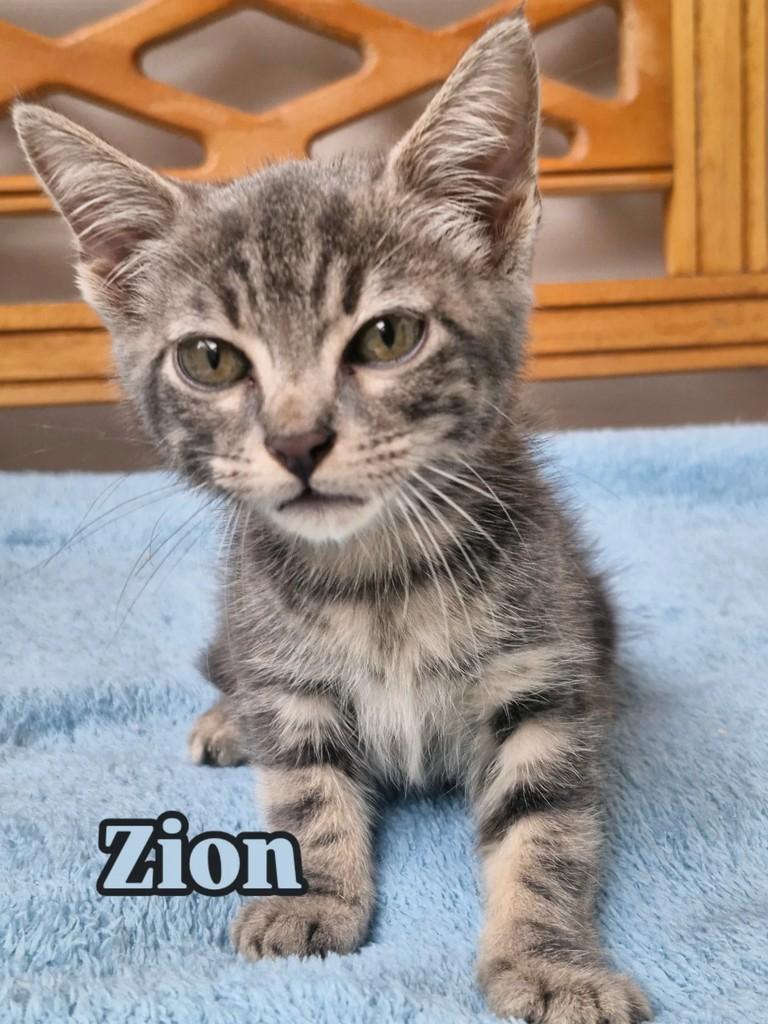 Zion, gato de porte pequeno para adoção em Rio de Janeiro - RJ