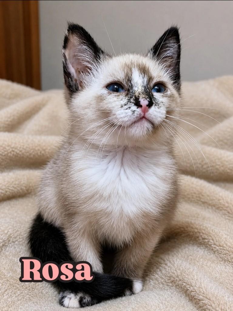 Rosa, gato para adoção em Rio de Janeiro - RJ