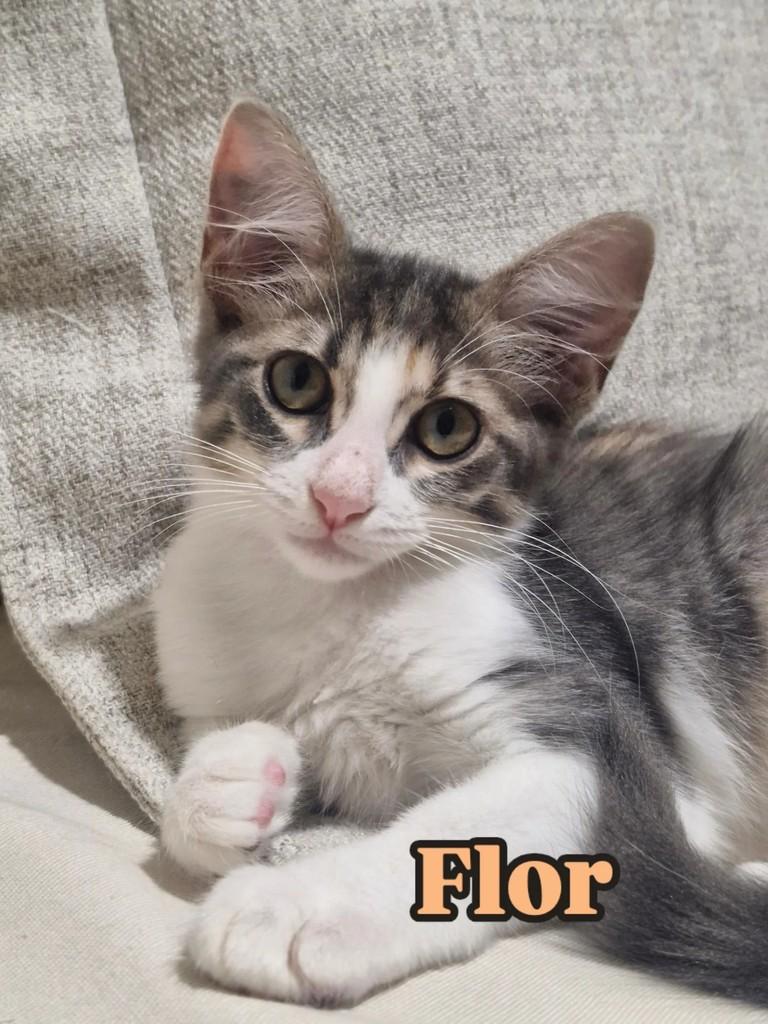 Flor, gata para adoção em Rio de Janeiro - RJ