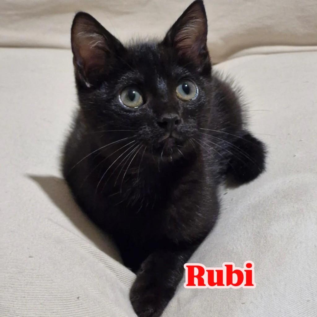 Rubi, gato para adoção em Rio de Janeiro - RJ