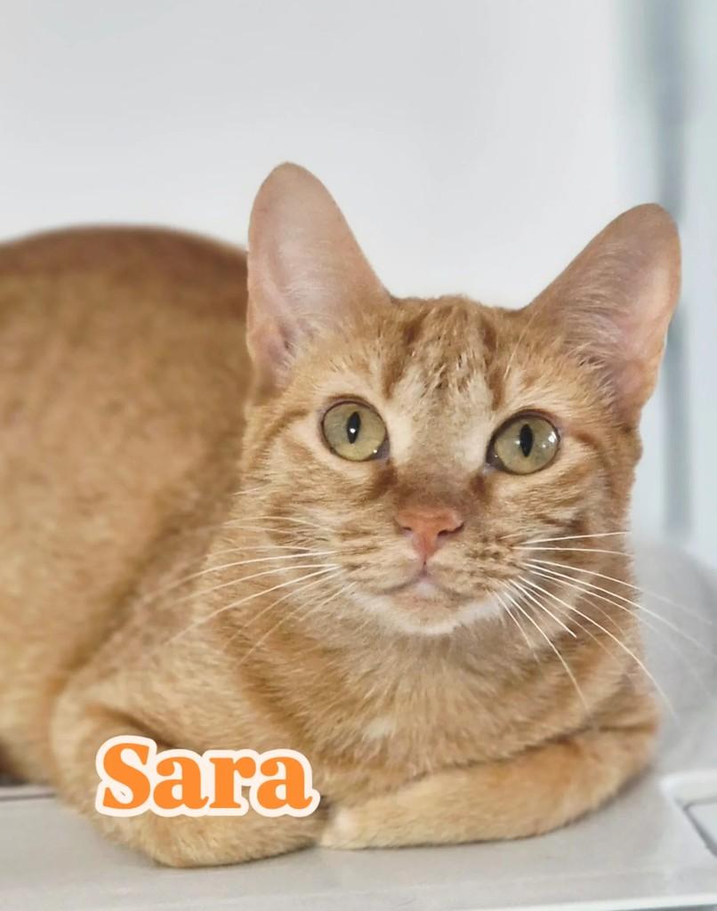 Sara, gata para adoção em Rio de Janeiro - RJ