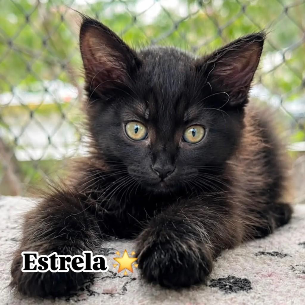 Estrela, gata para adoção em Rio de Janeiro - RJ