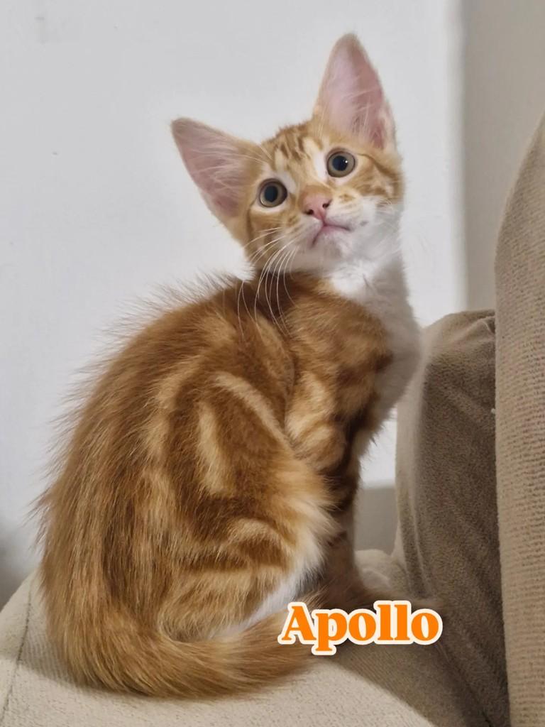 Apollo, gato de porte pequeno para adoção em Rio de Janeiro - RJ