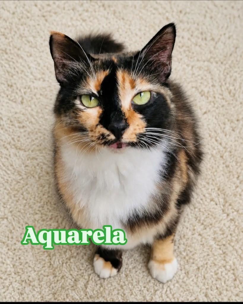 Aquarela, gata de porte médio para adoção em Rio de Janeiro - RJ