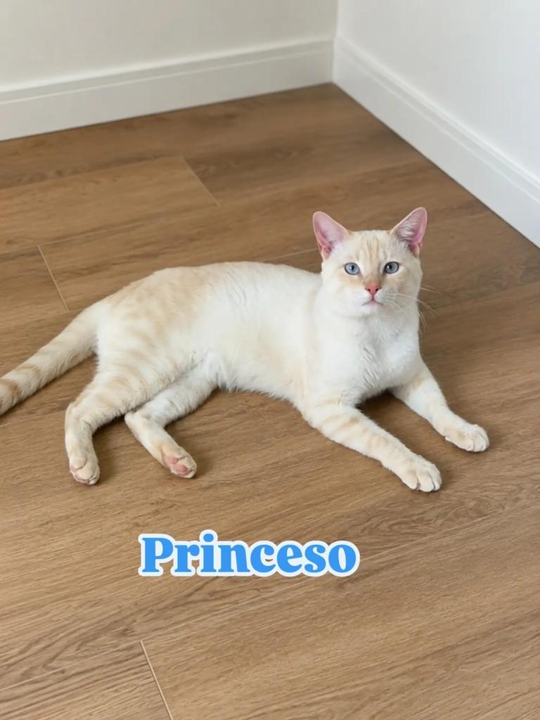 Princeso, gato para adoção em Rio de Janeiro - RJ