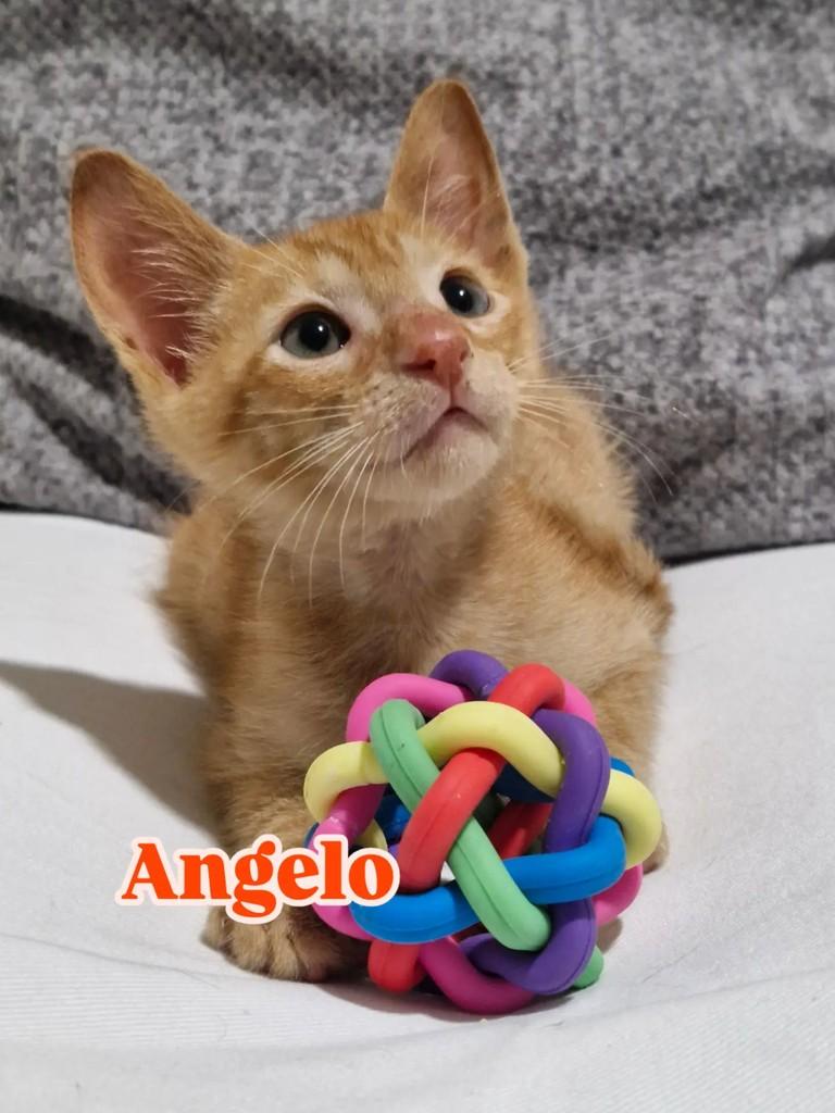 Angelo, gato para adoção em Rio de Janeiro - RJ