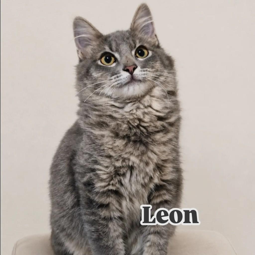 Leon, gato de porte médio para adoção em Rio de Janeiro - RJ