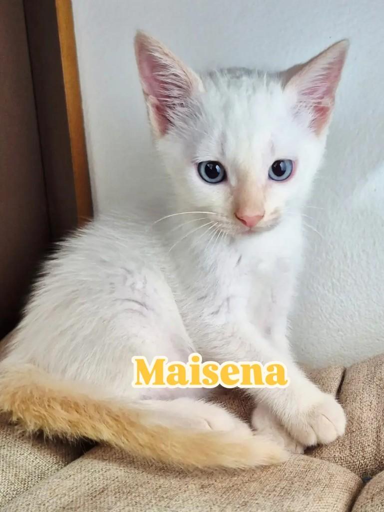 Maisena, gato de porte pequeno para adoção em Rio de Janeiro - RJ