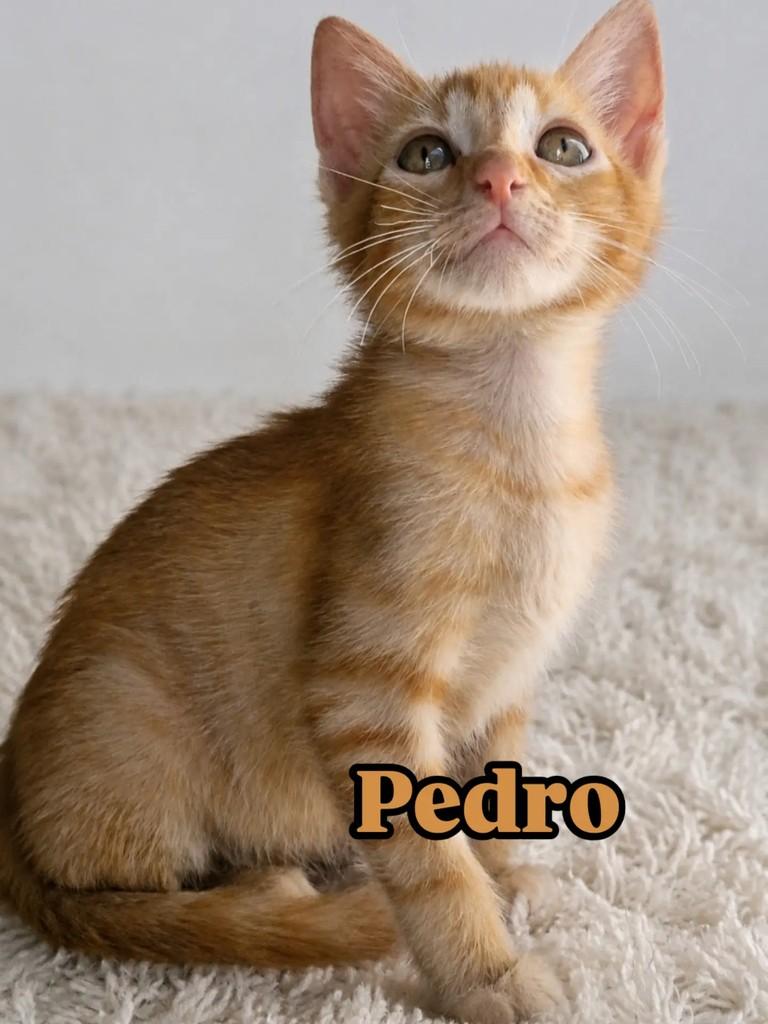 Pedro, gato de porte pequeno para adoção em Rio de Janeiro - RJ