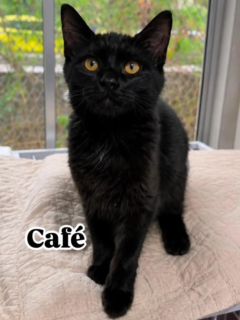 Café, gato de porte pequeno para adoção em Rio de Janeiro - RJ