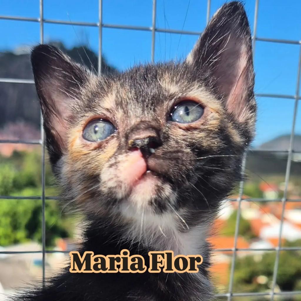 Marias, gato de porte pequeno para adoção em Rio de Janeiro - RJ