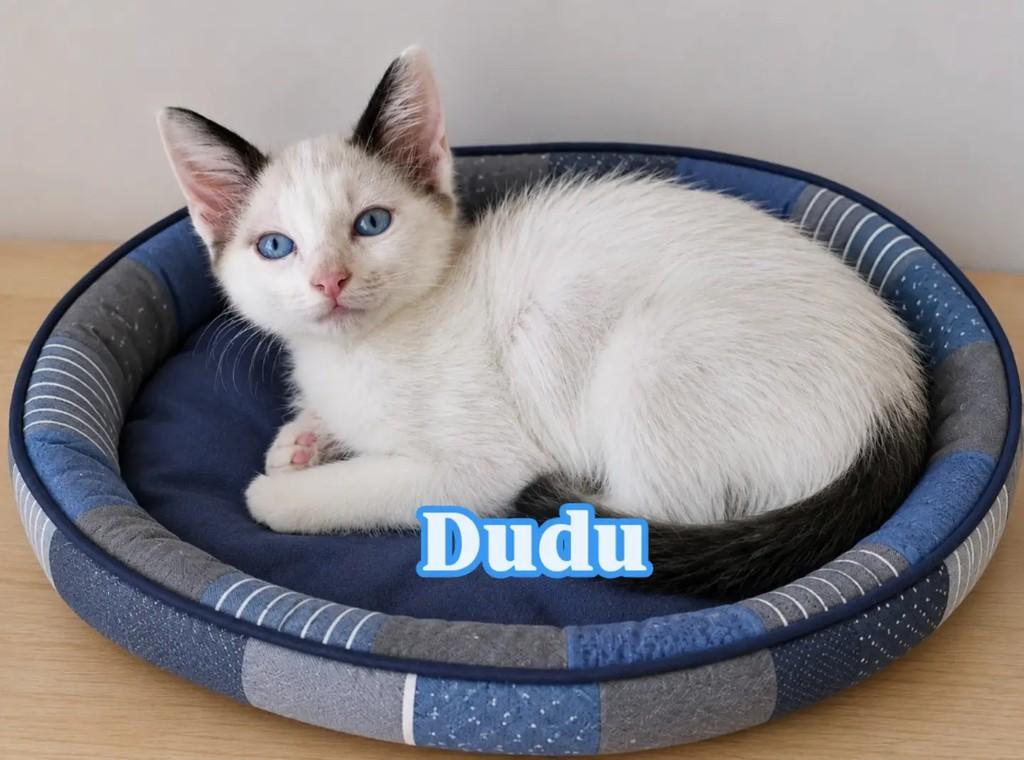 Dudu, gato de porte pequeno para adoção em Rio de Janeiro - RJ