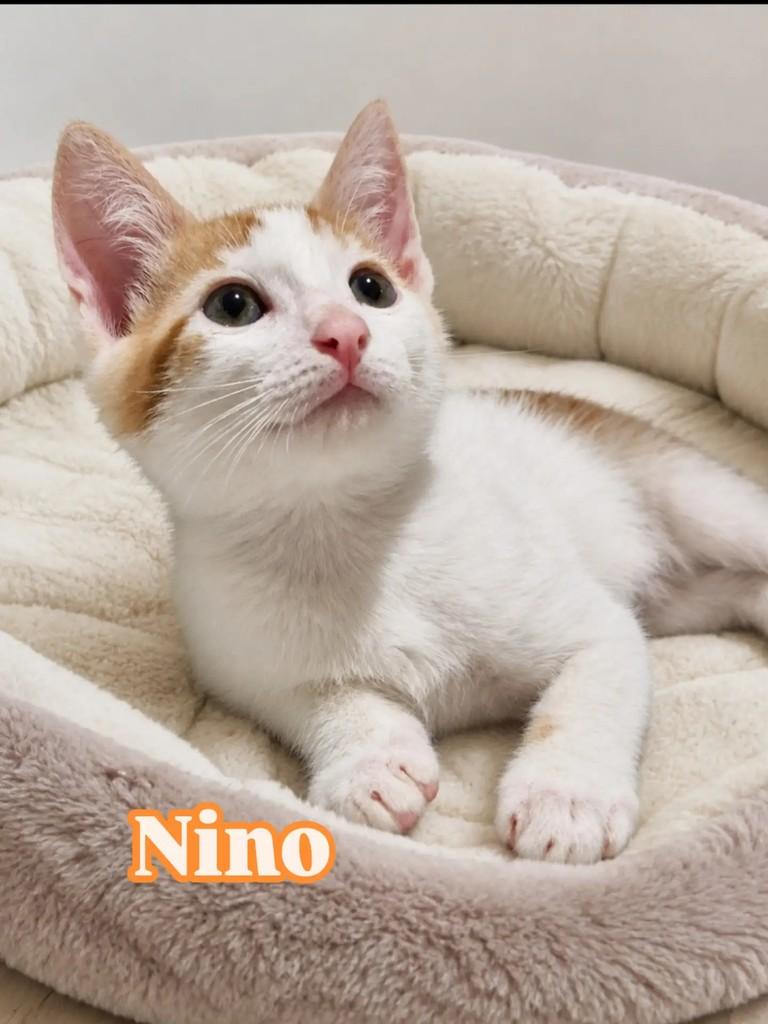 Nino, gato de porte pequeno para adoção em Rio de Janeiro - RJ
