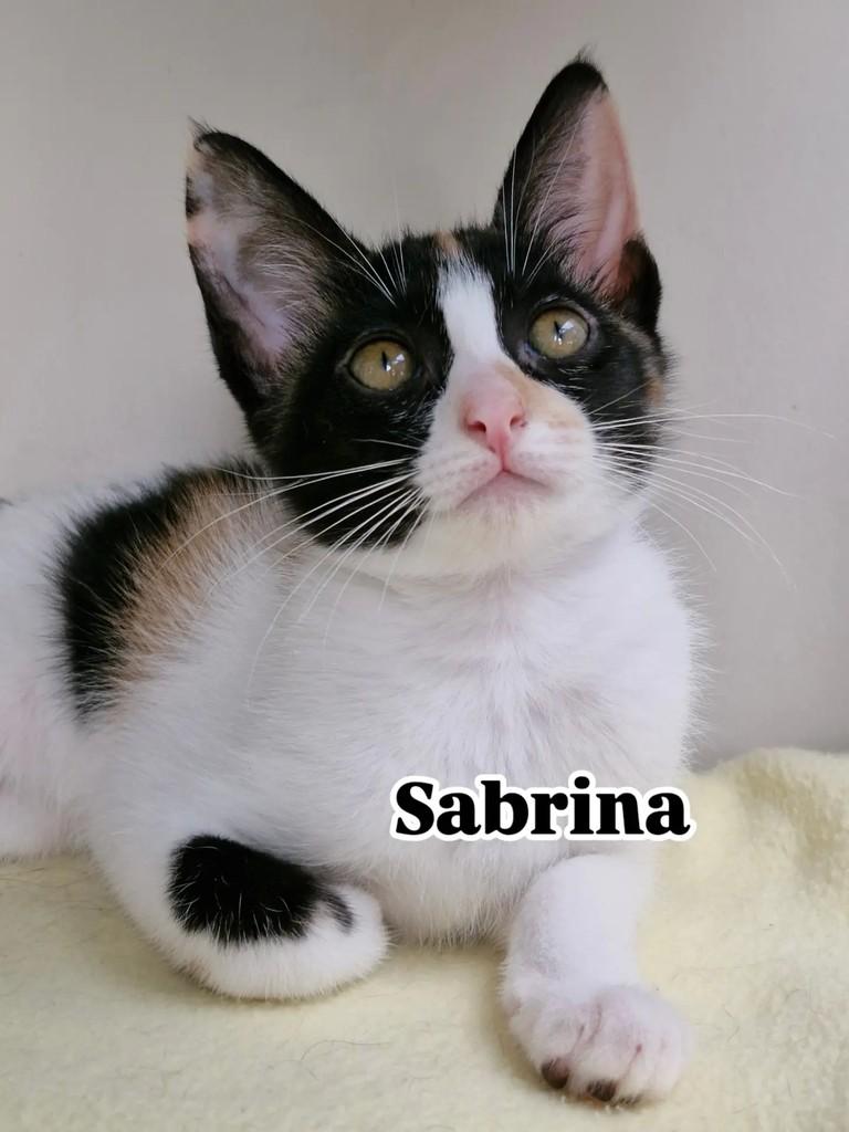 Sabrina, gato de porte pequeno para adoção em Rio de Janeiro - RJ
