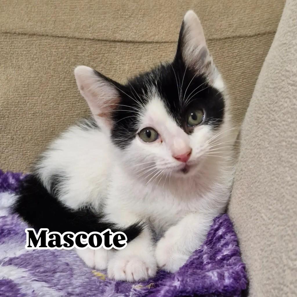 Mascote, gato de porte pequeno para adoção em Rio de Janeiro - RJ