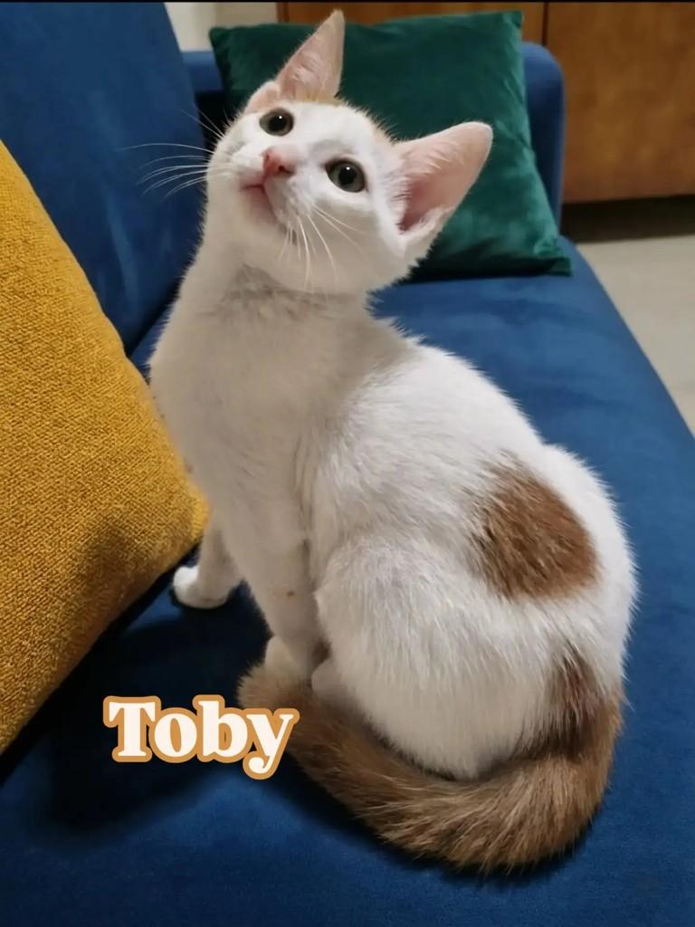 Toby, gato de porte pequeno para adoção em Rio de Janeiro - RJ